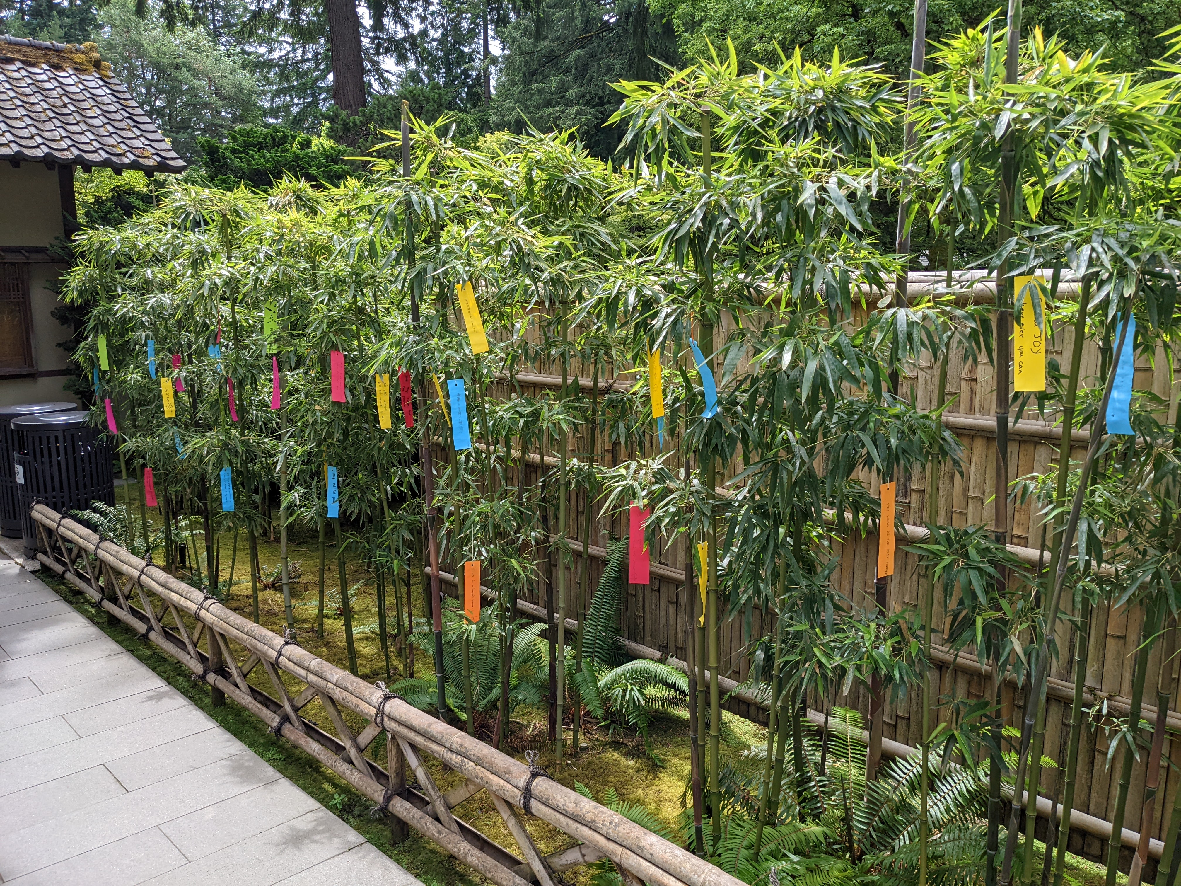 Tanzaku hanging on bamboo trees at the Portland Japanese Garden during Tanabata.